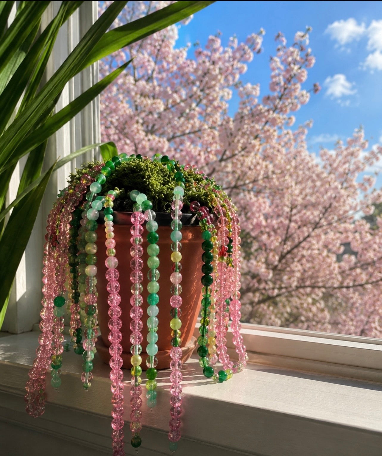 The Sakura Plant